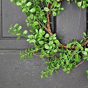 Evergreen Boxwood Wreath 14in